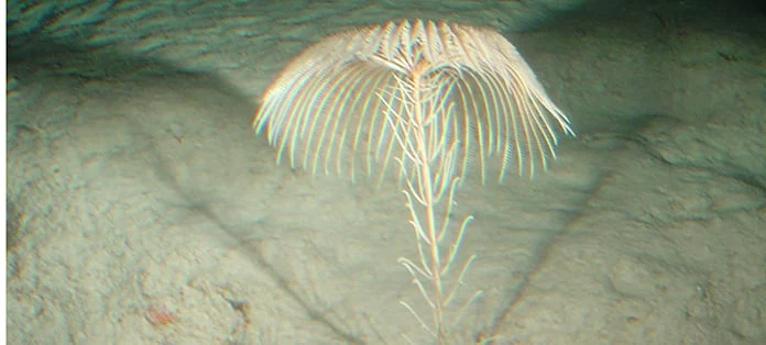 Are You About to Become the World’s Oldest Living RN Fossil?
